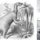Illustration for article titled Illustrations of the Iguana-Toothed Dinosaur